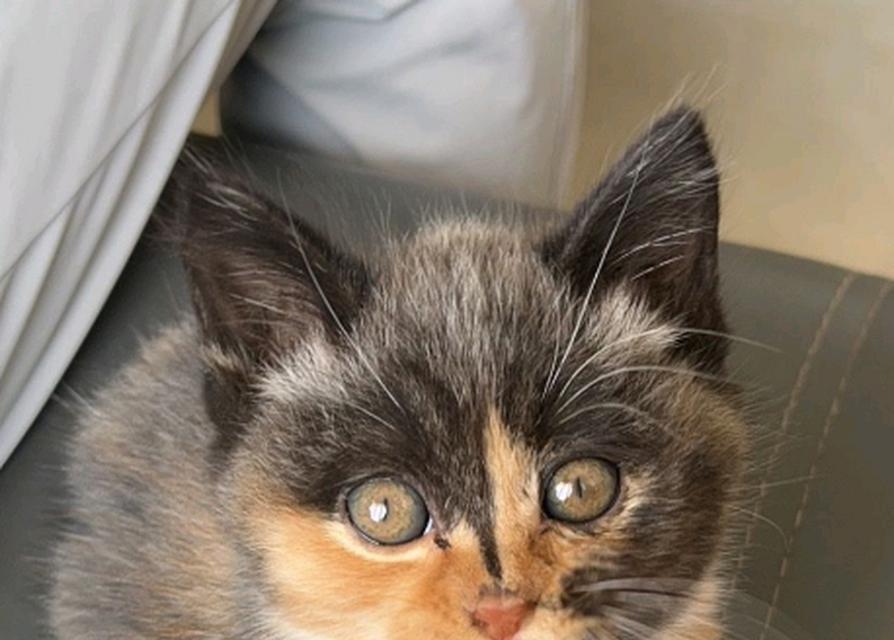 龙猫色彩大全：从银狐到彩色的个性魅力