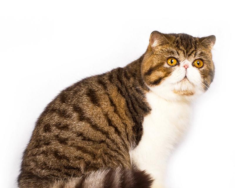 龙猫色彩大全：从银狐到彩色的个性魅力