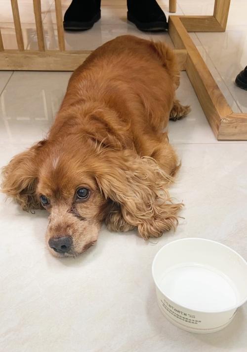 狗狂犬病常见症状及预防方法解析