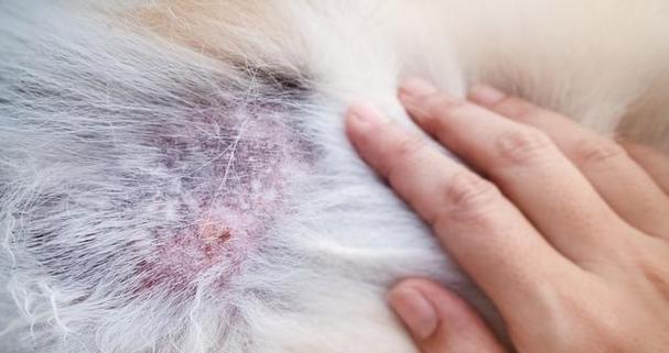 狗狂犬病常见症状及预防方法解析