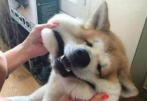 狗狂犬病常见症状及预防方法解析