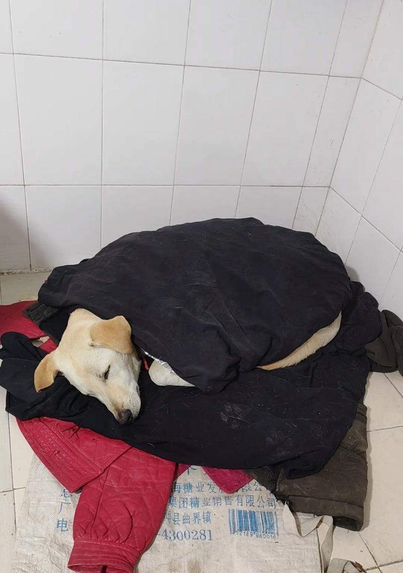 细小病毒潜伏期特点与公共卫生影响解析