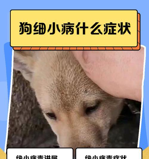 细小病毒潜伏期特点与公共卫生影响解析