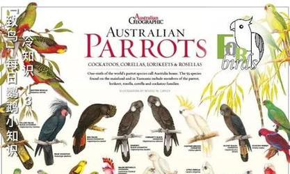 鹦鹉的智慧：多维度能力解析