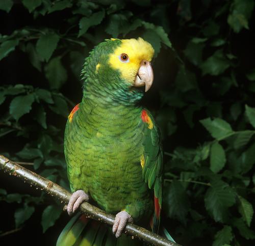 鹦鹉的智慧：多维度能力解析