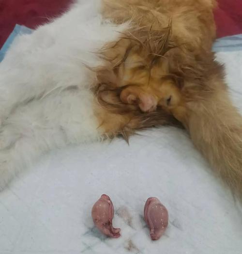 泰迪狗剪指甲频率与技巧全解析