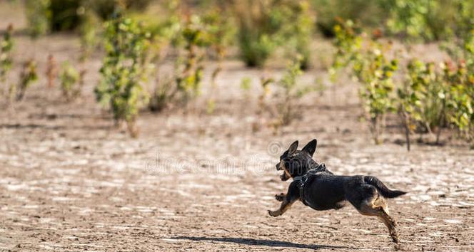 慢跑对狗狗的益处与运动安全指南