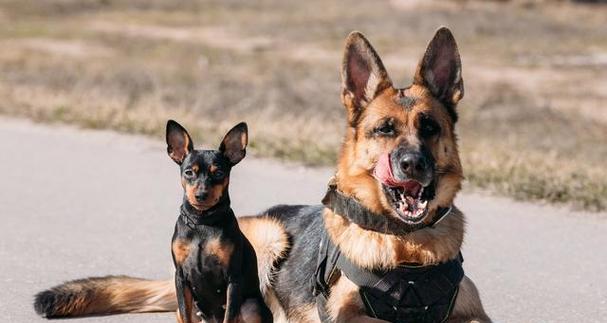 慢跑对狗狗的益处与运动安全指南