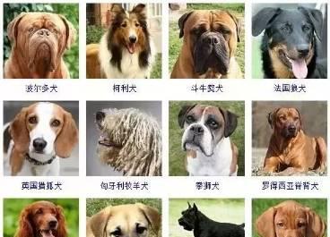 大型狗品种与特点（探索大型狗的多样性和魅力）