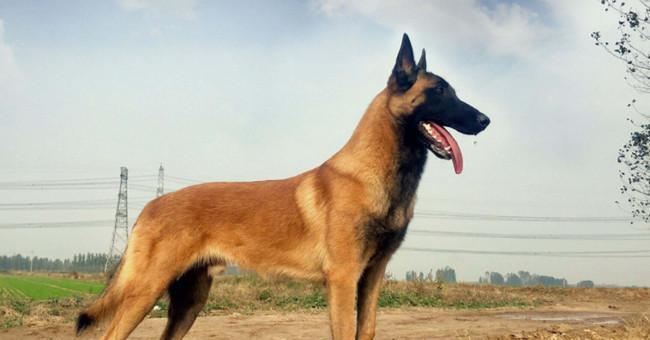 大型狗品种与特点（探索大型狗的多样性和魅力）