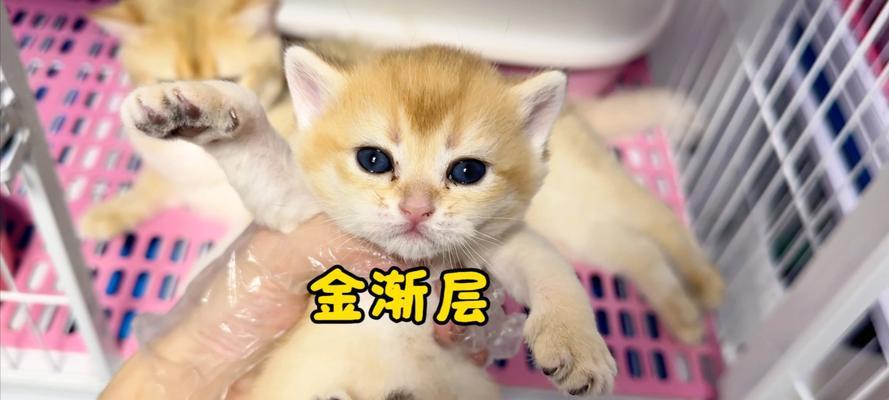 新生小猫学步之旅（探索世界的关键一步，小猫如何学会走路？）