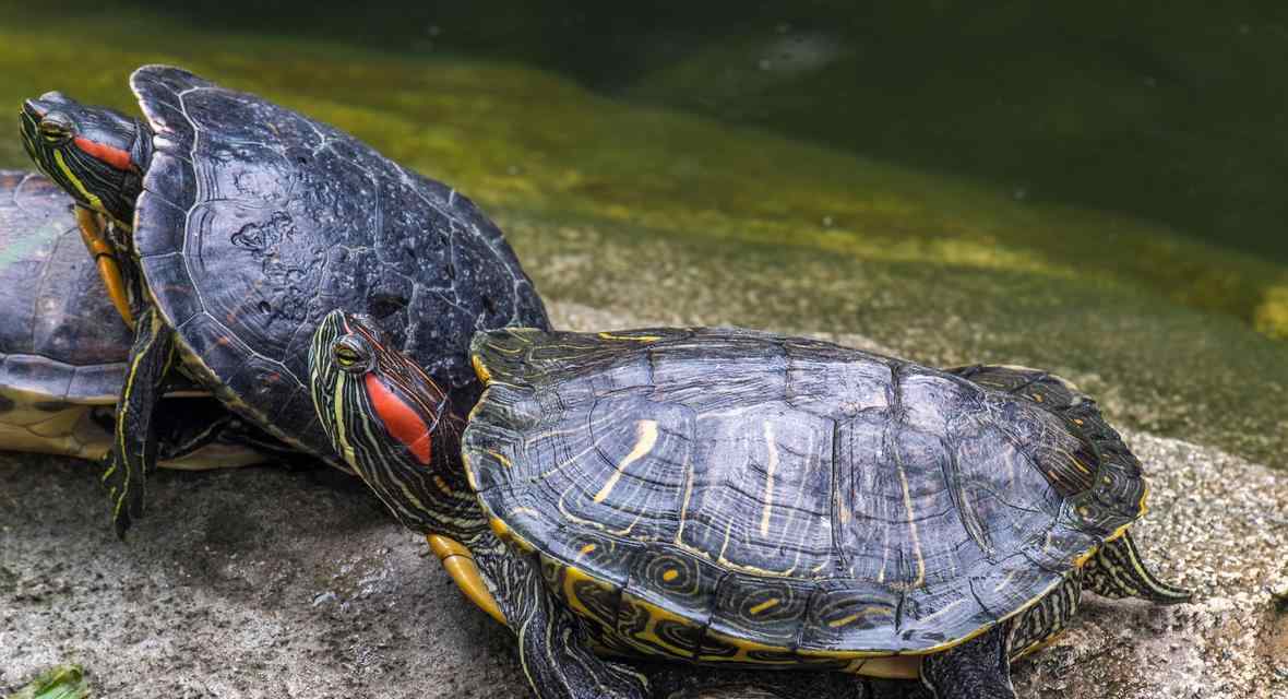 宠物龟的饲养与护理指南（掌握龟养殖的关键技巧，让你的宠物龟健康成长）