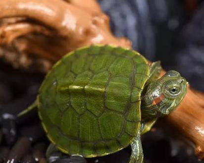 宠物龟的饲养与护理指南（掌握龟养殖的关键技巧，让你的宠物龟健康成长）