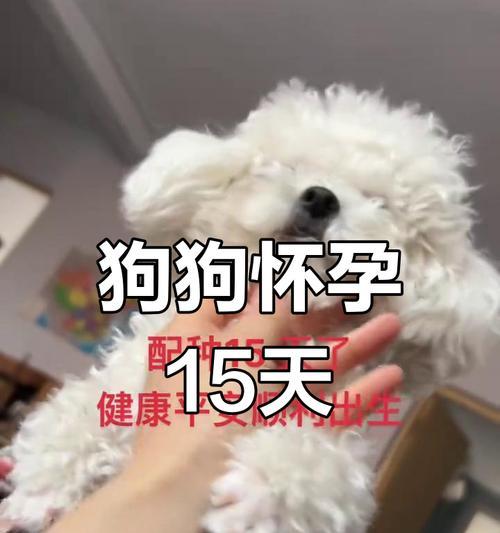 狗的配种间隔应该多久？（探讨狗的配种时间间隔对健康与繁殖的影响）