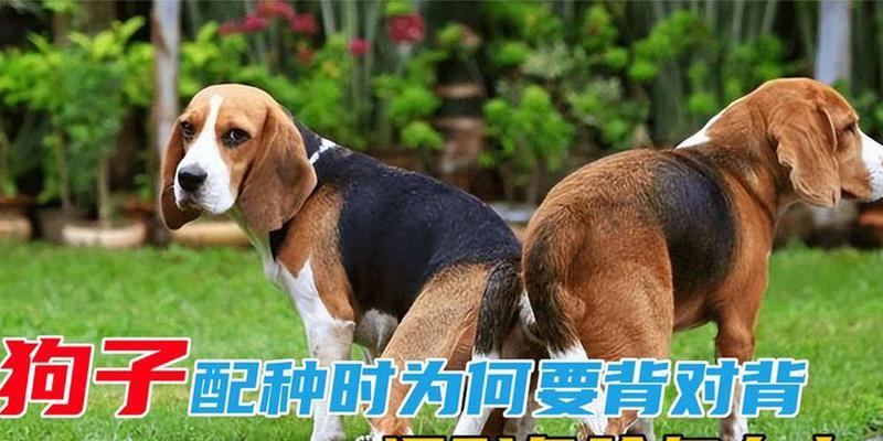 狗的配种间隔应该多久？（探讨狗的配种时间间隔对健康与繁殖的影响）