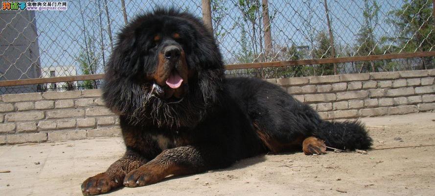 探秘藏獒的品种多样性与特点（了解藏獒的不同种类及其独特之处）