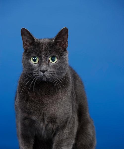 波斯猫的颜色与眼睛特征（波斯猫的多样颜色及其眼睛之美）