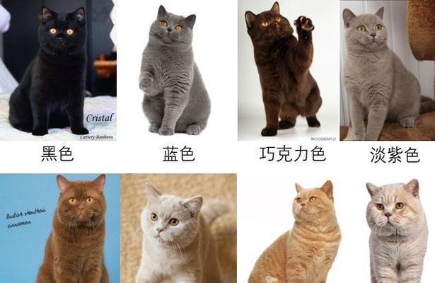 波斯猫的颜色与眼睛特征（波斯猫的多样颜色及其眼睛之美）