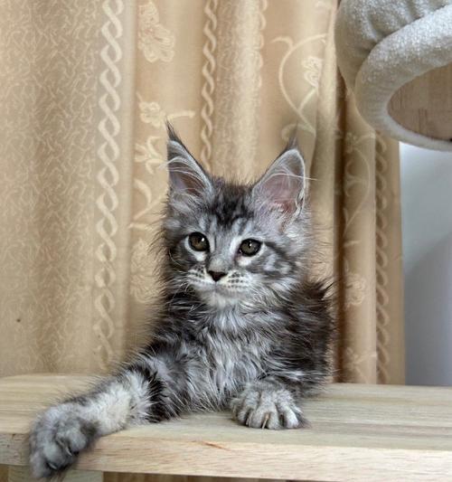 波斯猫的颜色与眼睛特征（波斯猫的多样颜色及其眼睛之美）