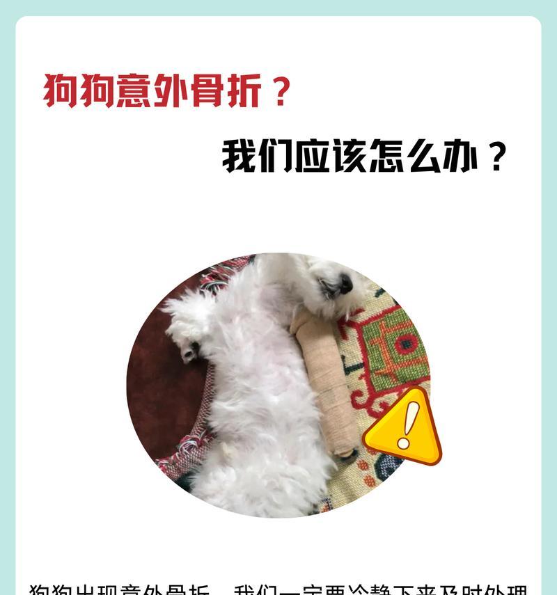 狗狗骨折固定时间与康复周期（狗狗骨折需固定多久才能完全康复？固定时间影响康复效果的关键）