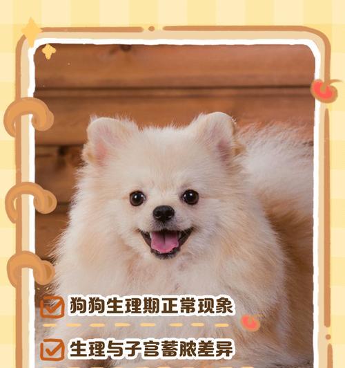 母狗大姨妈周期及相关注意事项（了解母狗的生理周期，为宠物的健康负责）