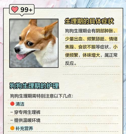 母狗大姨妈周期及相关注意事项（了解母狗的生理周期，为宠物的健康负责）