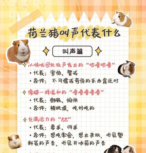 荷兰猪咬人的原因及如何预防（了解荷兰猪攻击的原因，确保与宠物的安全）