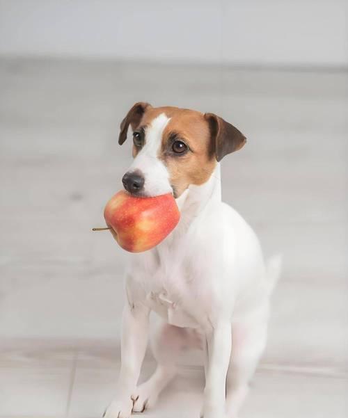 探索以狗为食的世界（解密狗类饮食习惯与可食用物品）