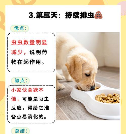 宠物狗驱虫周期与注意事项（了解狗狗驱虫的重要性及正确方法）