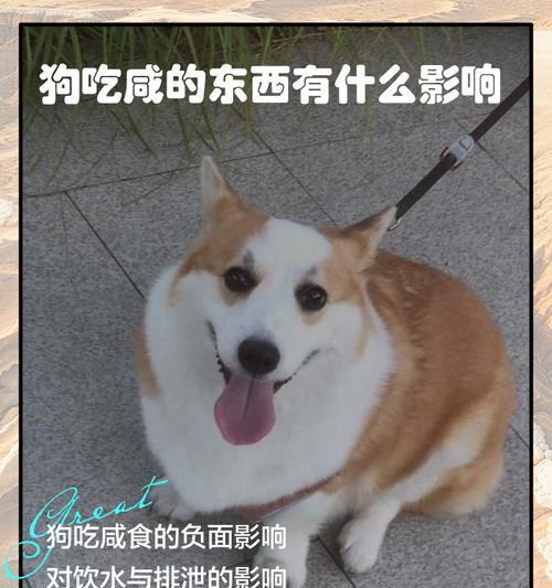 探索以狗为食的世界（解密狗类饮食习惯与可食用物品）