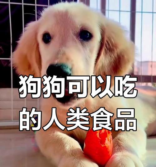 探索以狗为食的世界（解密狗类饮食习惯与可食用物品）