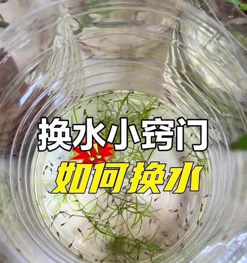 以小缸养孔雀鱼的水质管理之道（多久换水才能让孔雀鱼健康成长？）