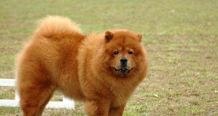 广东狗场之旅（广东狗场）