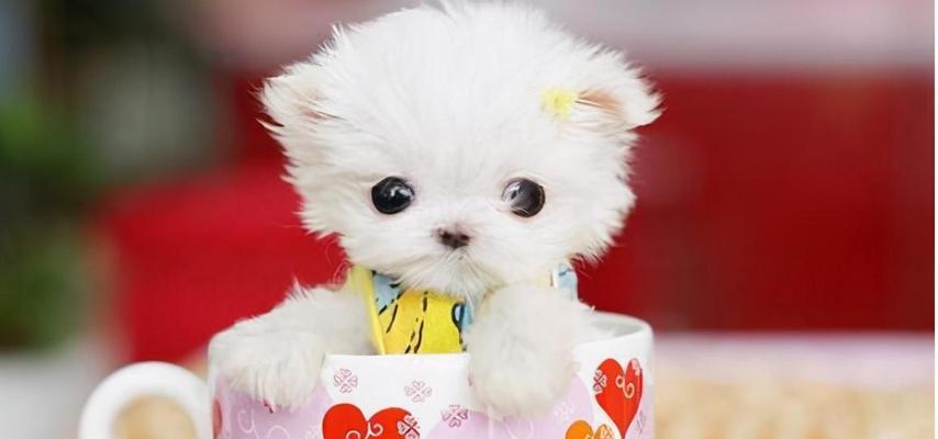 以小种宠物狗有哪些品种？（探索各类迷你犬的迷人特质和适应家庭生活的优势）