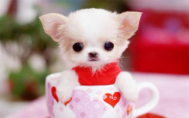 以小种宠物狗有哪些品种？（探索各类迷你犬的迷人特质和适应家庭生活的优势）