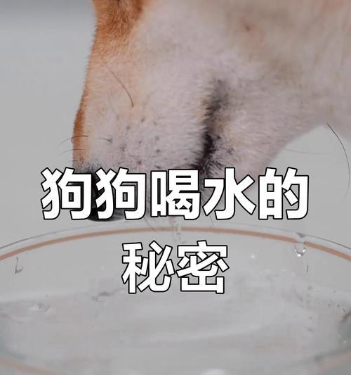 奶狗的饮水时间（了解奶狗喝水的最佳时间和频率）