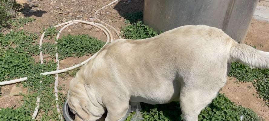 奶狗的饮水时间（了解奶狗喝水的最佳时间和频率）