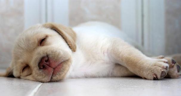 狗的睡眠需求（狗的睡眠习惯及影响因素解析，找寻适合狗狗的睡眠时间）