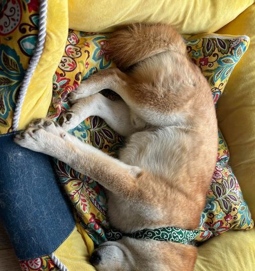 狗的睡眠需求（狗的睡眠习惯及影响因素解析，找寻适合狗狗的睡眠时间）