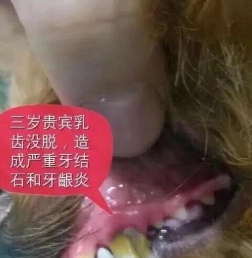 小狗乳牙脱落与恢复的时间（小狗乳牙掉落周期及新牙生长速度）