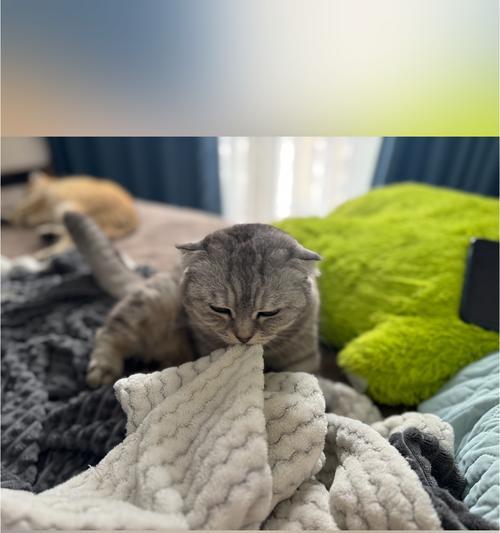 猫咪踩奶康复时间究竟需要多长？（探究猫咪踩奶行为的康复时间及关键因素）