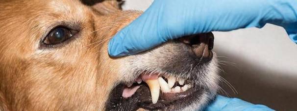 小狗乳牙脱落与恢复的时间（小狗乳牙掉落周期及新牙生长速度）