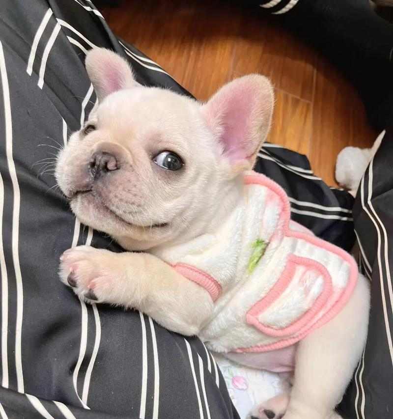 避免犯下以饲养法牛的5大禁忌（为了牛的福祉和养殖效益，请牧场主们谨记以下禁忌）