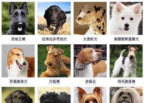 《探寻最喜欢的宠物狗品种大全》（一起探索178个宠物狗品种，寻找真爱）