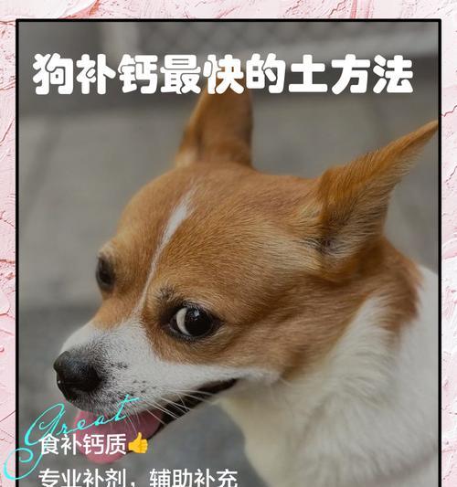 小狗补钙食物大全（了解如何为小狗提供丰富的补钙食物）