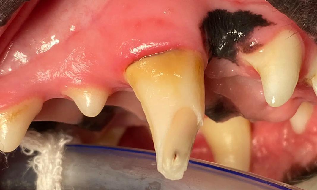 小狗乳牙脱落与恢复的时间（小狗乳牙掉落周期及新牙生长速度）