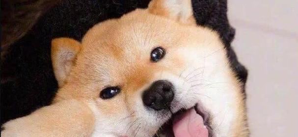 了解狗狗口腔溃疡的常见症状（口腔溃疡）