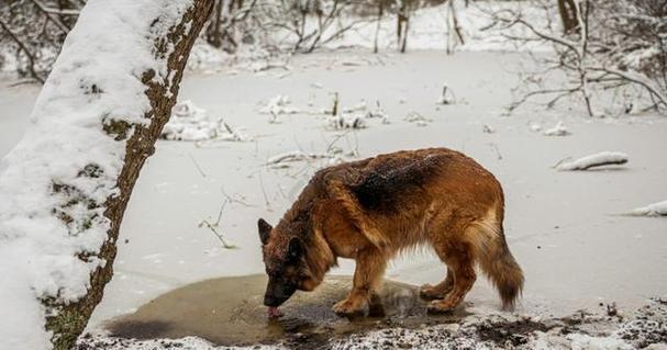 揭秘狗狗缺水的表现，了解它的重要性（掌握狗狗缺水的迹象，保护它的健康）