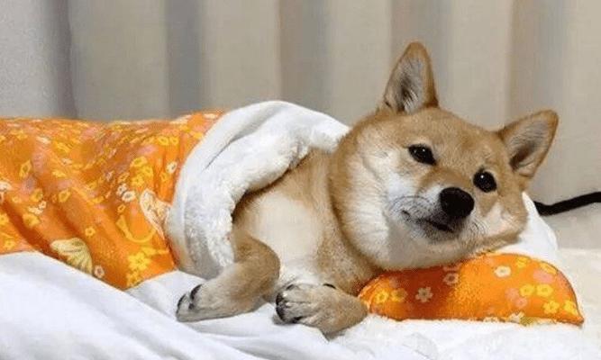 大狗感冒症状解析（了解大狗感冒的症状及预防措施）