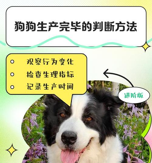 母狗产后多久可以洗澡？（了解适当的时间和方式，呵护新妈妈的健康）